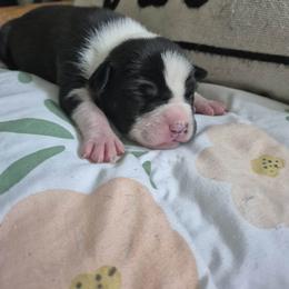Boy 1 - Black male American Staffordshire Terrier puppy in Manton, Michigan from Freedom amstaffs legacies