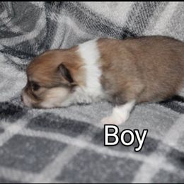 Pomeranian Puppies from Brenda's Pomeranians
