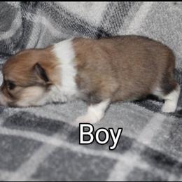 Pomeranian Puppies from Brenda's Pomeranians