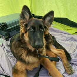 German Shepherd Puppies from Zwinger Vom Greifjäger