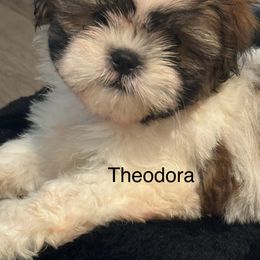 Shih Tzu Puppies from BVPT puppies