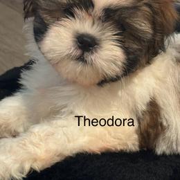 Shih Tzu Puppies from BVPT puppies