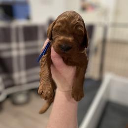 Blue - Red male Irish Doodle puppy in Surprise, Arizona from Huckleberry Doodles