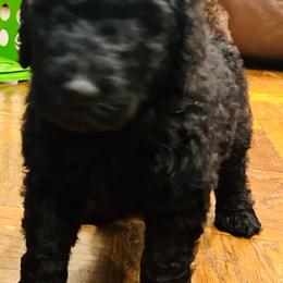 Poodle Puppies from Semmy’s standard Poodle