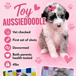 Pink collar toy - Blue merle female Aussiedoodle puppy in 32046, Florida from River Hill Ranch