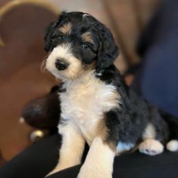 Cash - Black tri-color male Aussiedoodle puppy in Orange Cove, California from Sand Creek Ranch Aussiedoodles