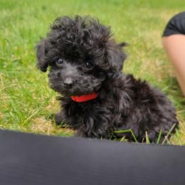 Panther - Black male Poodle puppy in Mapleton, Utah from Caboodles Of Poodles