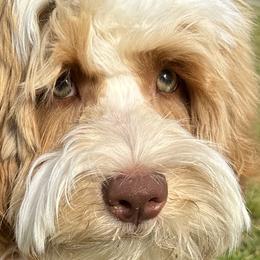 Australian Labradoodles and Labradoodles from Shelly Lynn