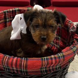 Yorkshire Terriers from Dana Schmidt