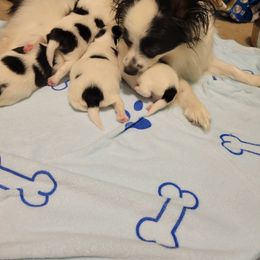 Papillon puppies from Luvbugs Papillons
