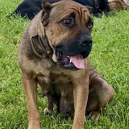 Bria - Cane Corso