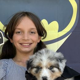 Australian Shepherd Puppies from Trilogy Australian Shepherds