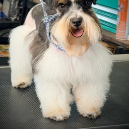 Mira - Miniature Schnauzer