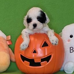 Eleanor - Black and white female Cocker Spaniel puppy in Crossville, Tennessee from Timber Sunrise Cockers