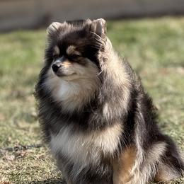 Dump-Lyn - Pomeranian