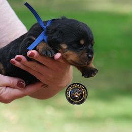 Blue - Black and mahogany male Rottweiler puppy in Kittanning, Pennsylvania from Steel City's Von Der Preis Rottweilers