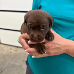 Light blue- girl - Chocolate female Labrador Retriever puppy in Monticello, Kentucky from Cody Sullivan