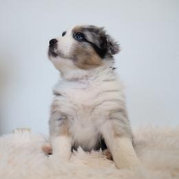 Zeus - Blue merle male Australian Shepherd puppy in Quincy, Massachusetts from William's Aussies