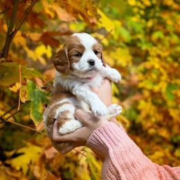 Cavapoo, Cockapoo, Labradoodle, and Poodle Puppies from Heavenly Puppies to Love