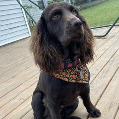 Maggie - Boykin Spaniel