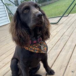 Maggie - Boykin Spaniel