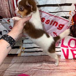 Nova - Chocolate and white male Chihuahua puppy in Palmyra, Indiana from Country Star Chihuahuas