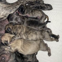 Pug Puppies from Marbled Munchkins