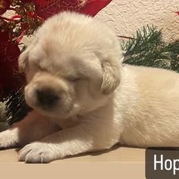 Labrador Retriever Puppies from Sunflower Hill AKC Labrador Retriever Puppies