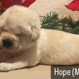Labrador Retriever Puppies from Sunflower Hill AKC Labrador Retriever Puppies
