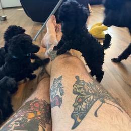 Boy puppy - Black male Poodle puppy in Chandler, Oklahoma from Shirald miniature poodles