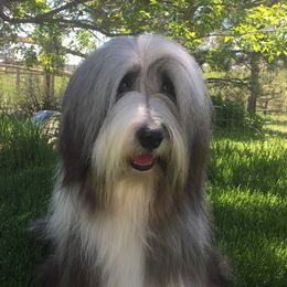 Bearded Collies from Ragtyme