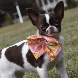 Rasha' - Chihuahua