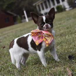 Rasha' - Chihuahua