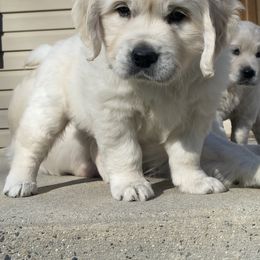 Golden Retriever Puppies from Life is Golden Retrievers