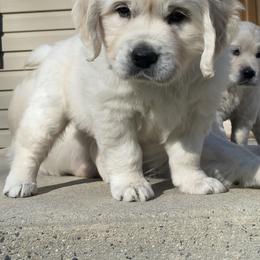 Golden Retriever Puppies from Life is Golden Retrievers