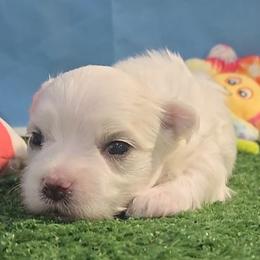 Eli - White male Maltese puppy in Aurora, Missouri from KnJ Precious Paws LLC
