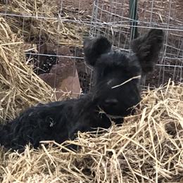 Missy Bee - Scottish Terrier