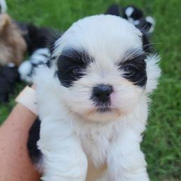 Shih Tzu Puppies from Keepin' it X-tra Shih-Tzu