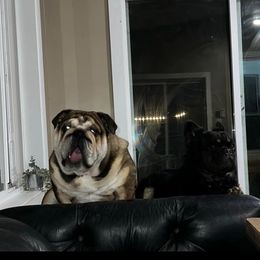 Preacher - Bulldog