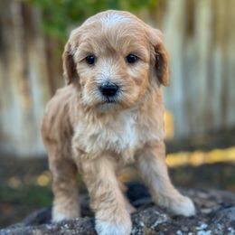 Margaret - Red  female Goldendoodle puppy in Twin Falls, Idaho from Magic Valley Family Doodles