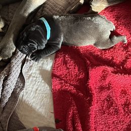 Boy 6 - Cane Corso puppy in North Tazewell, Virginia from Banner’s Legacy Cane Corso