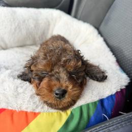 Lungo - Training Started - Merle male Australian Labradoodle puppy in Wamego, Kansas from Doodles of Oz