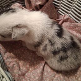 Domino - White and black female Pembroke Welsh Corgi puppy in Gaffney, South Carolina from Battlefield Kennels