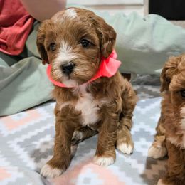 Holly - Red female Cavapoo puppy in Blackfoot, Idaho from Rocky Desert Goldens and Cavaliers