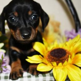 Dachshund Puppies from White River Valley Kennel
