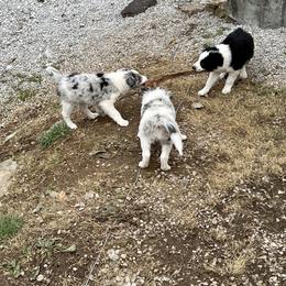 Border Collie Puppies from Roaring River Border Collies