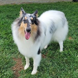 Wynter - Collie