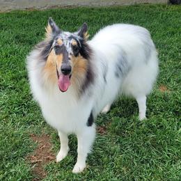 Wynter - Collie