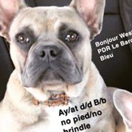Bear - French Bulldog
