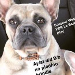 Bear - French Bulldog